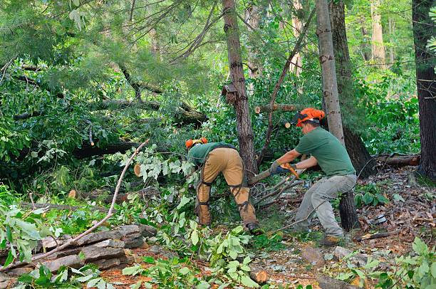 Madison, SD Tree Service Company